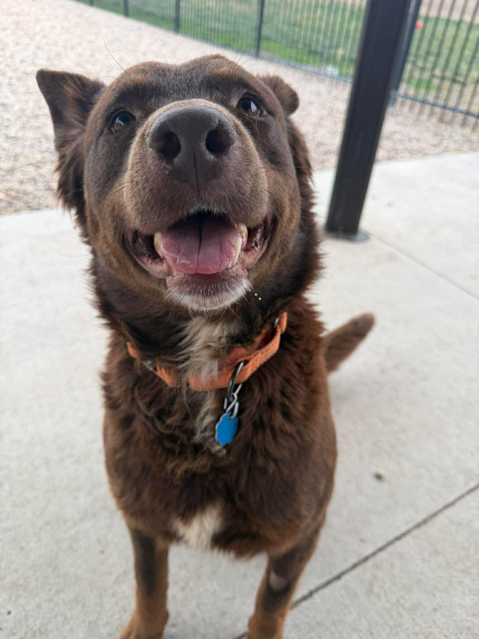 Fozzy, ADOPTABLE, Young Male Mixed Breed.