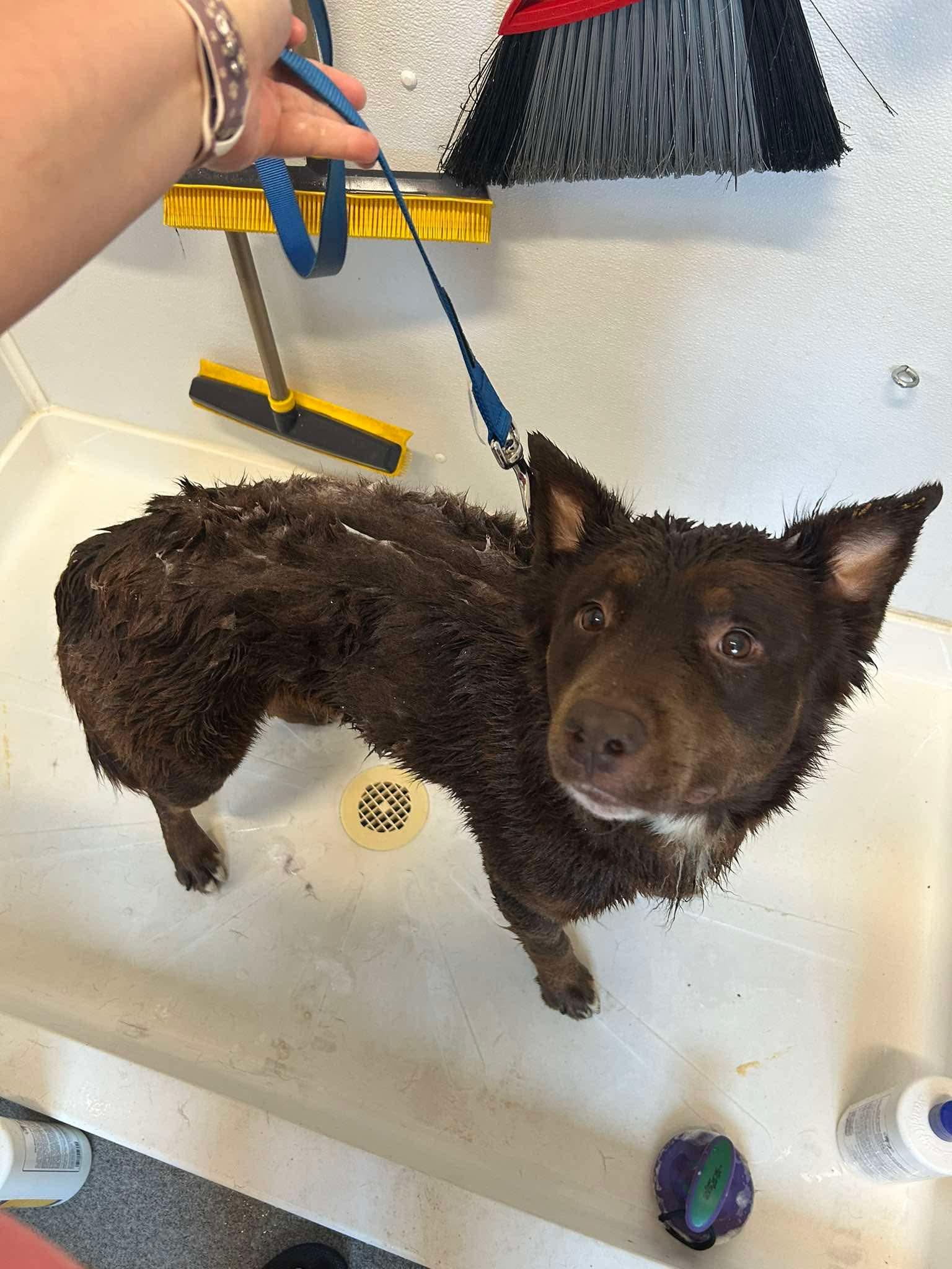 Enlarge Fozzy, a ADOPTABLE Mixed Breed in Seward, NE image 3/3