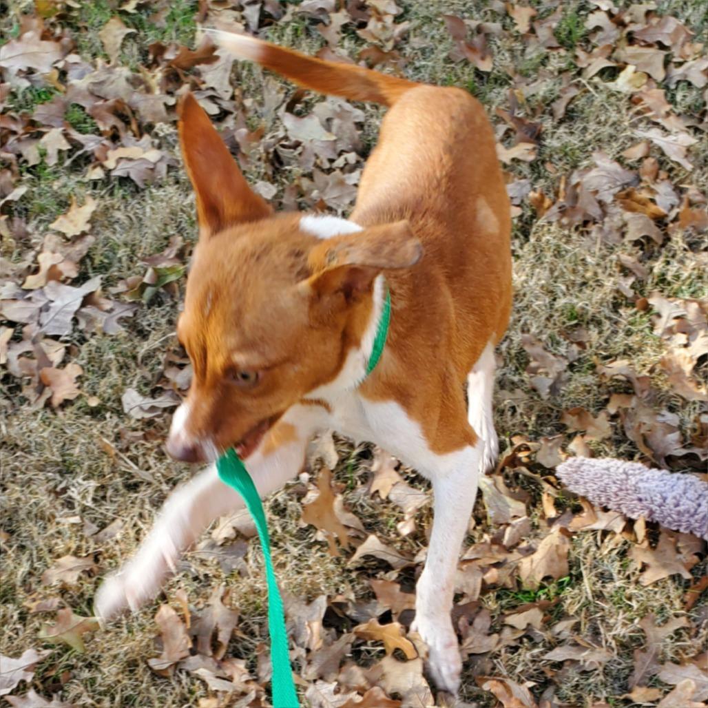 Frosty, a Adoptable mixed breed in Denison, TX image 1/6