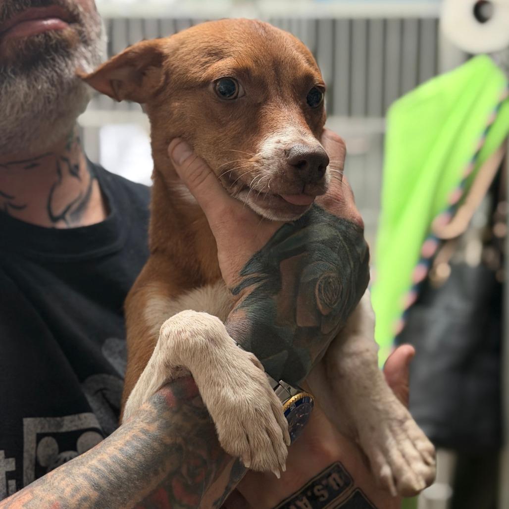 Frosty, a Adoptable mixed breed in Denison, TX image 2/6