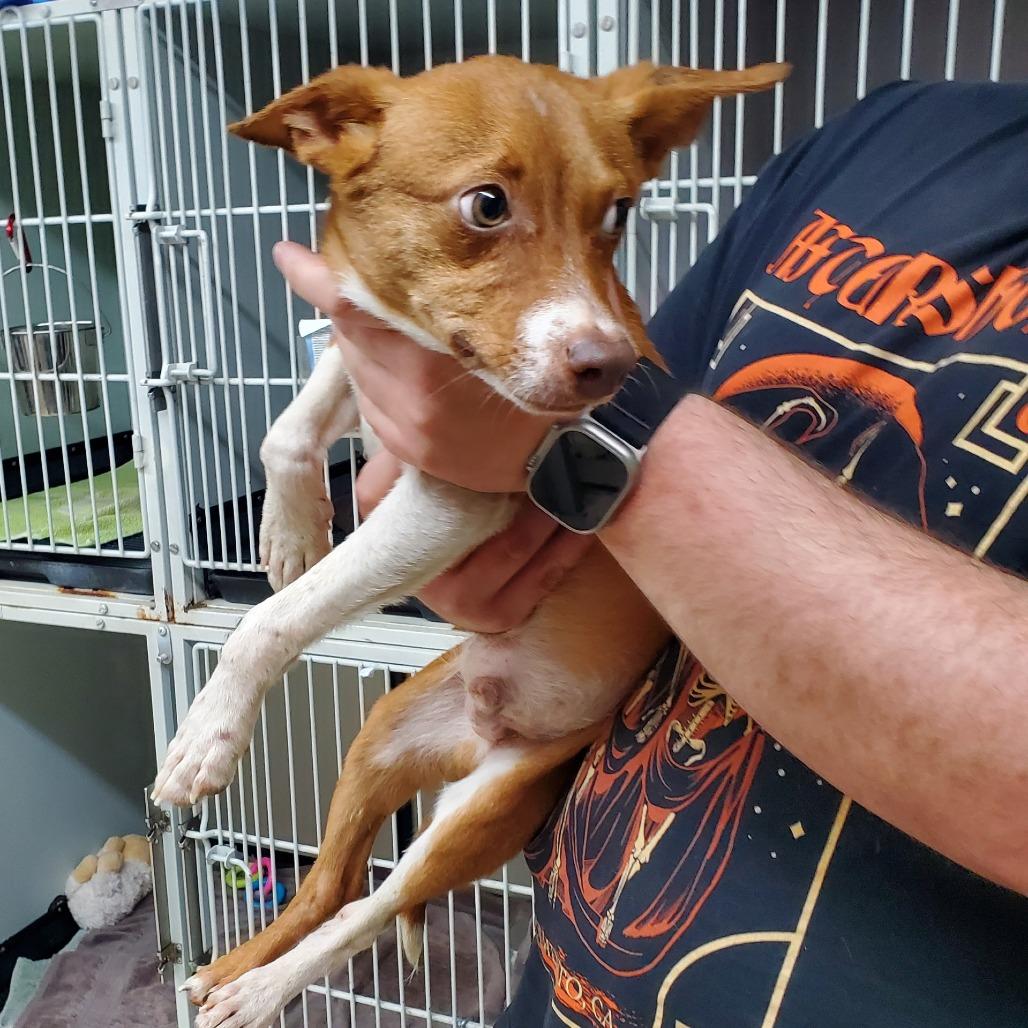 Frosty, a Adoptable mixed breed in Denison, TX image 3/6