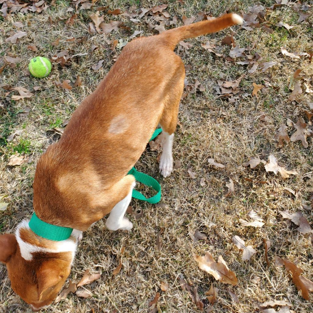 Frosty, a Adoptable mixed breed in Denison, TX image 4/6
