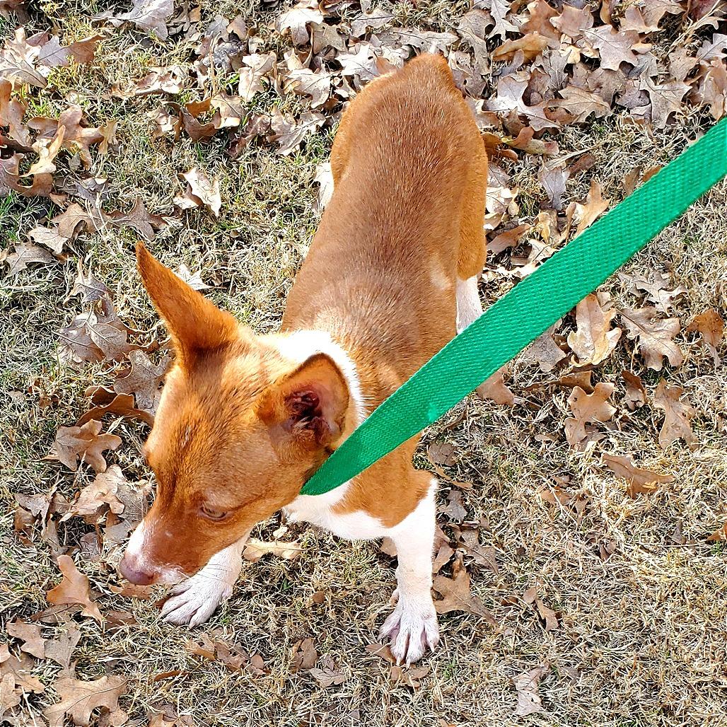 Frosty, a Adoptable mixed breed in Denison, TX image 5/6