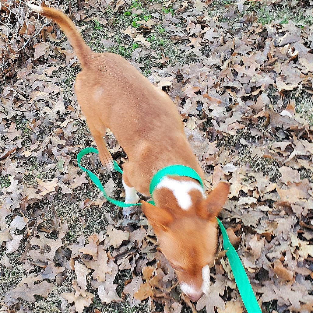 Frosty, a Adoptable mixed breed in Denison, TX image 6/6