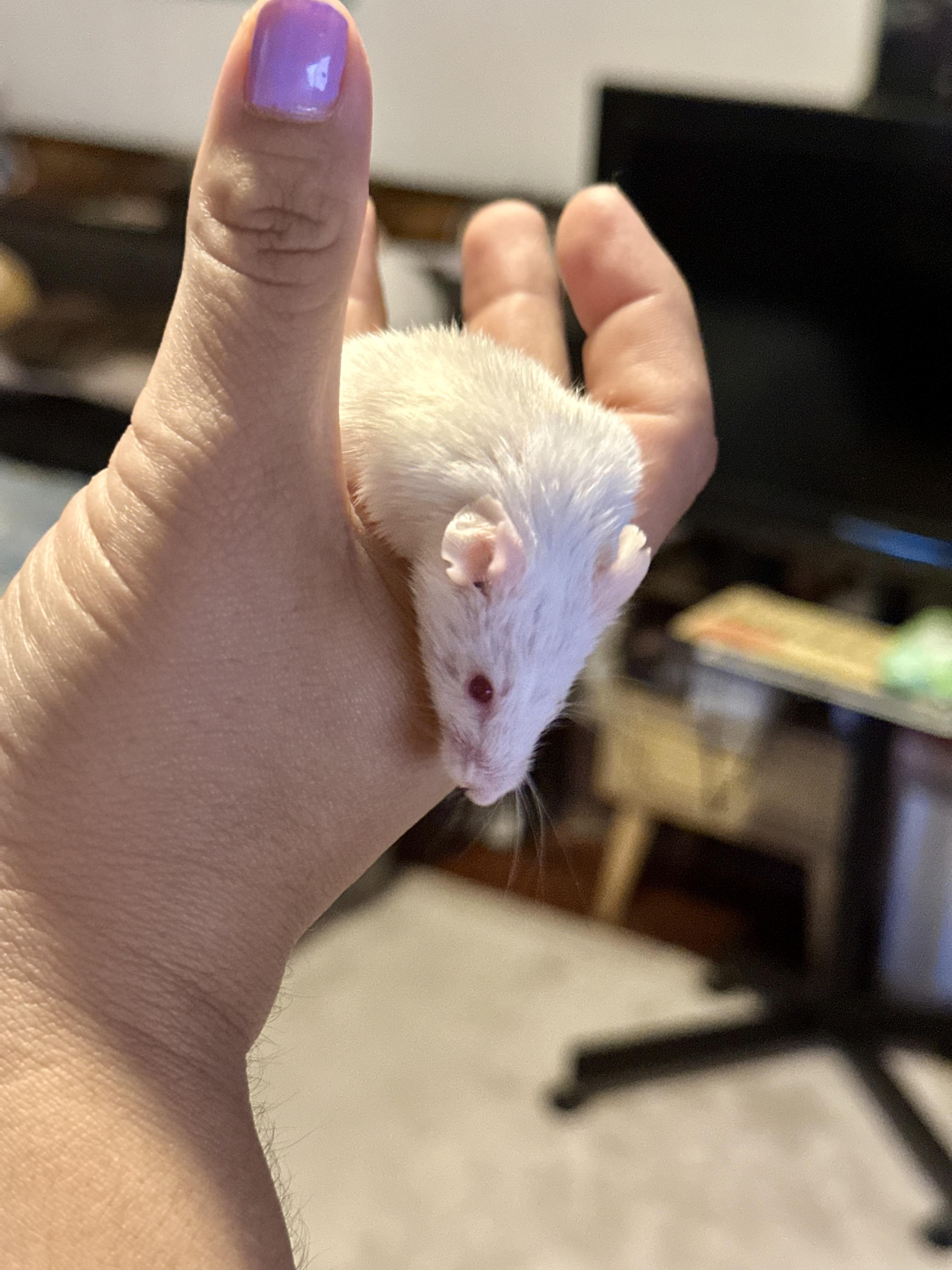 Forest, Adoptable, Adult Male Mouse.