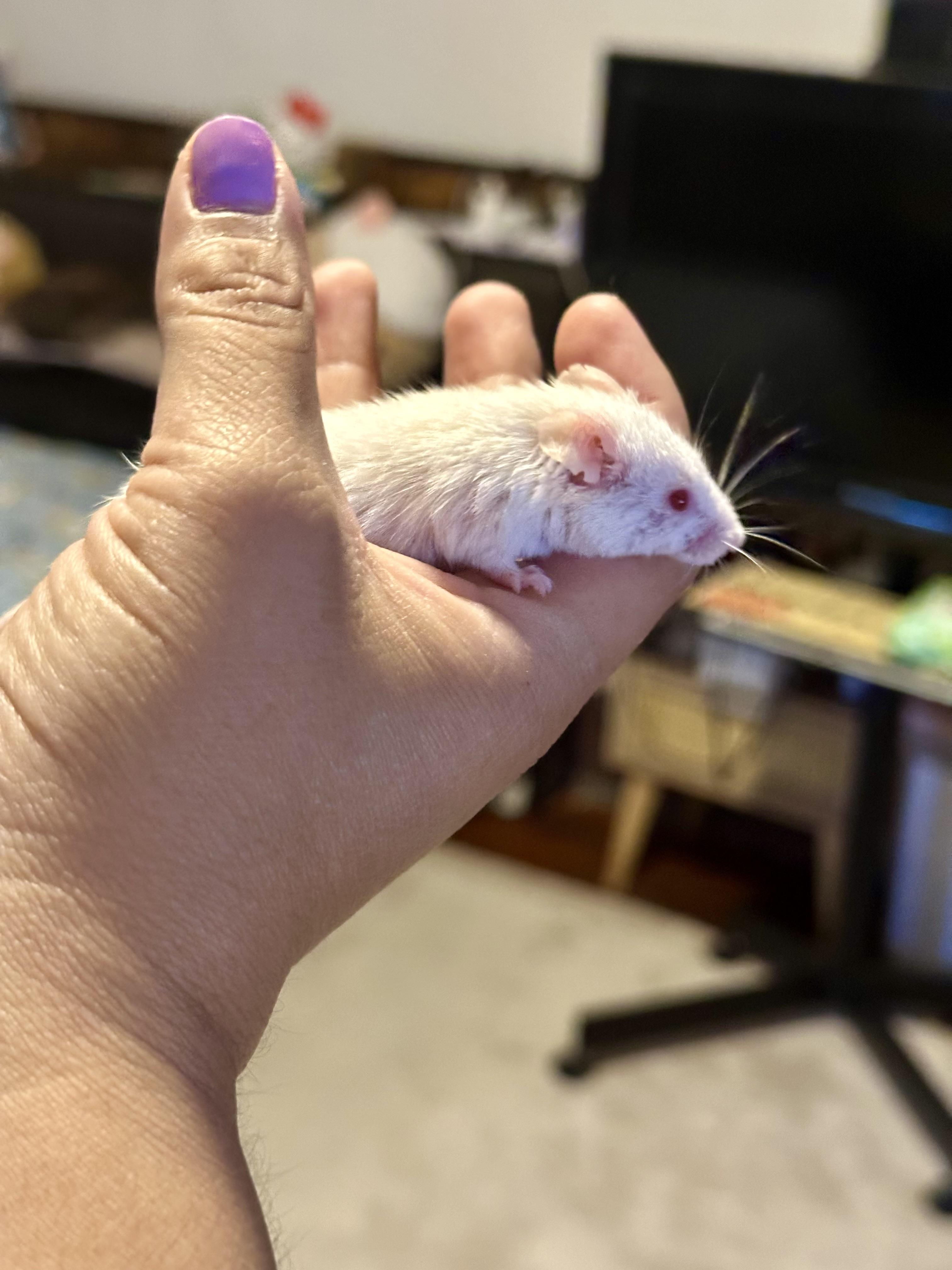 Enlarge Forest, a Adoptable Mouse in Los Angeles, CA image 2/2
