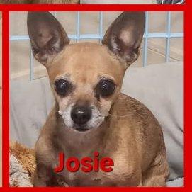 Enlarge Josie, a Adopted Chihuahua in Montgomery, TX image 1/3