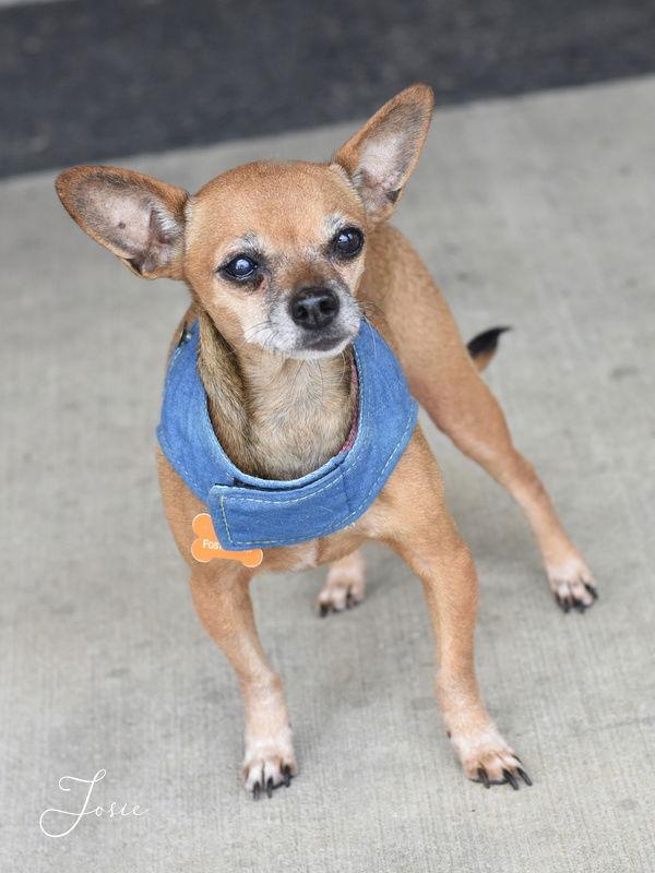 Enlarge Josie, a Adopted Chihuahua in Montgomery, TX image 2/3