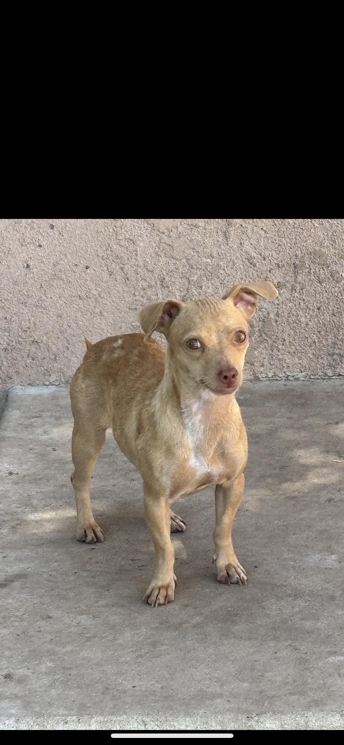 Enlarge Lainey, a ADOPTABLE mixed breed in Hamden, CT image 5/6