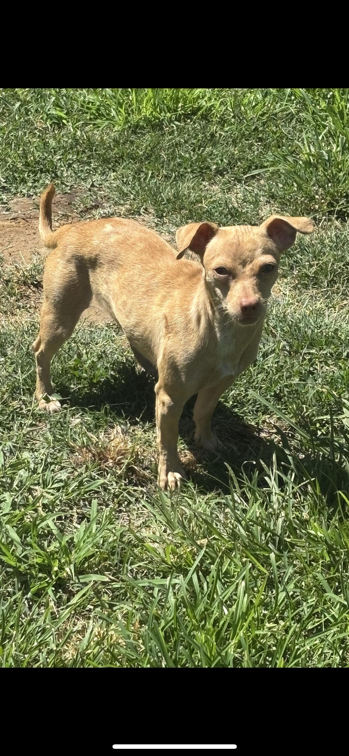 Enlarge Lainey, a ADOPTABLE mixed breed in Hamden, CT image 2/6