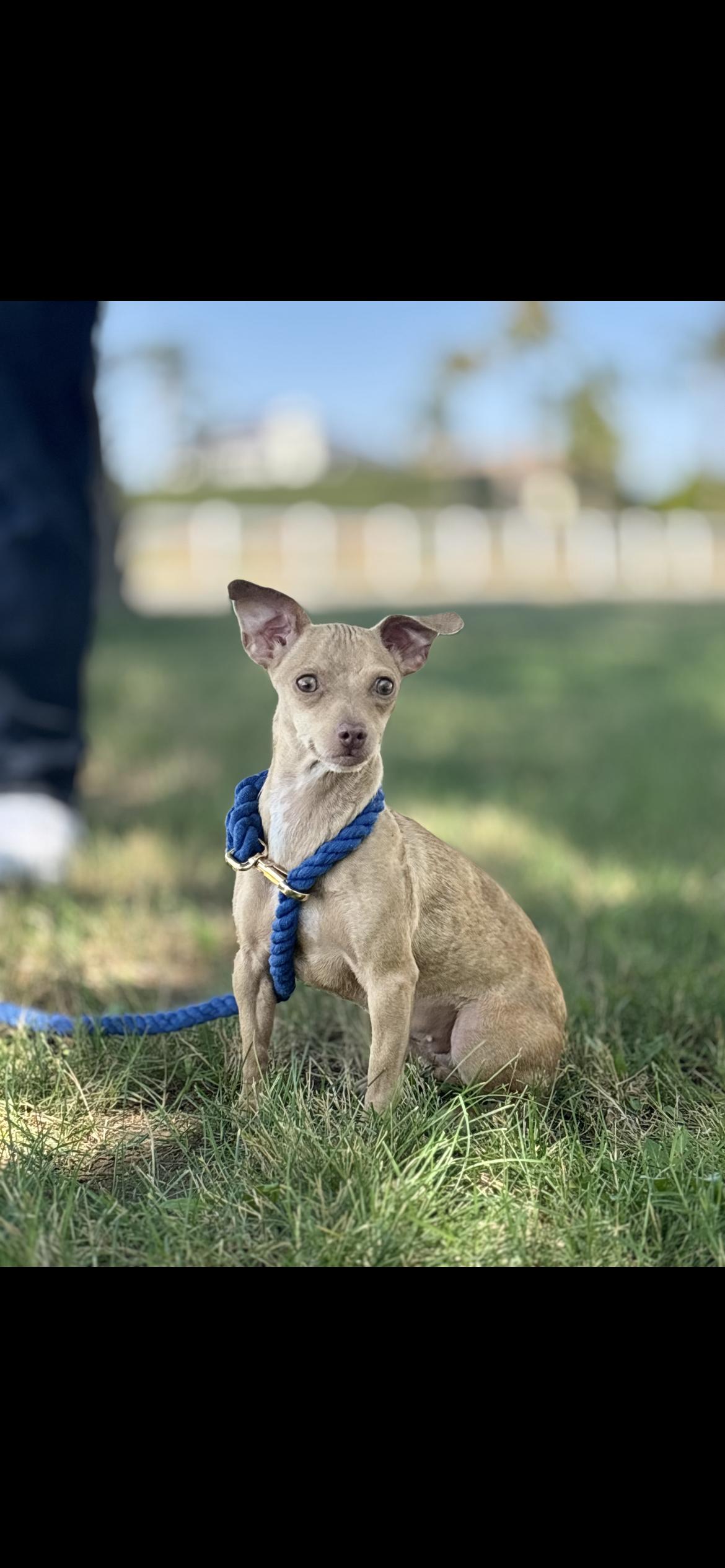 Lainey, ADOPTABLE, Young Female Chihuahua & Miniature Dachshund.