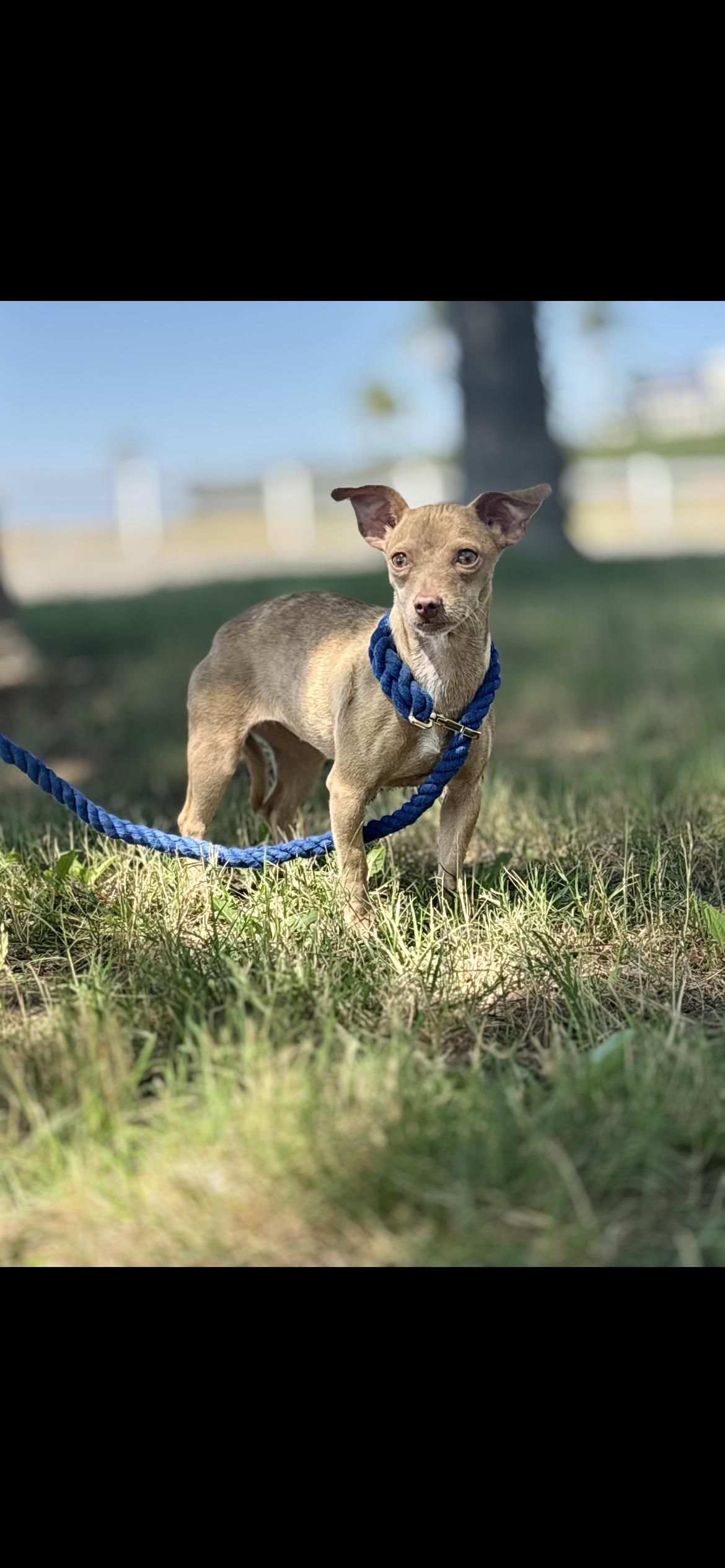 Enlarge Lainey, a ADOPTABLE mixed breed in Hamden, CT image 3/6