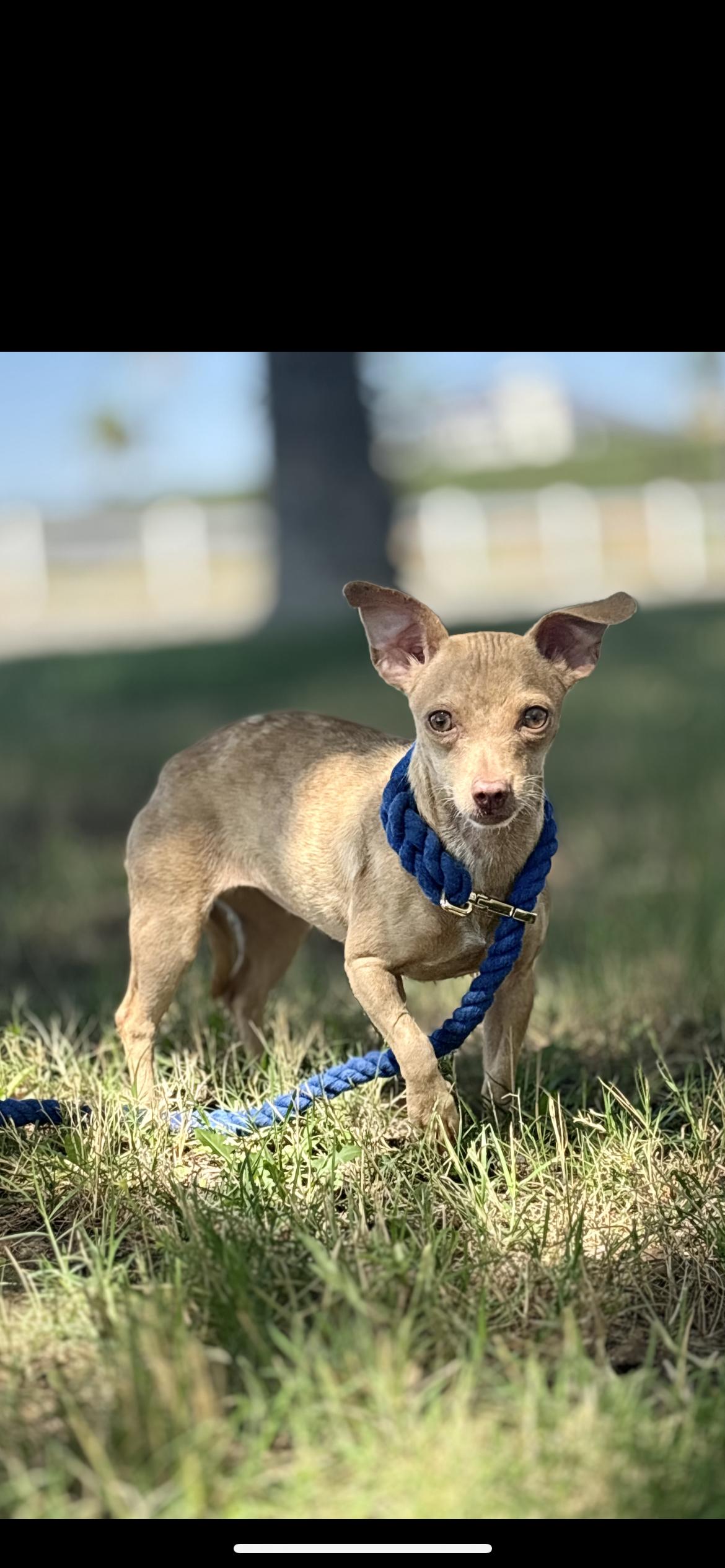 Enlarge Lainey, a ADOPTABLE mixed breed in Hamden, CT image 4/6
