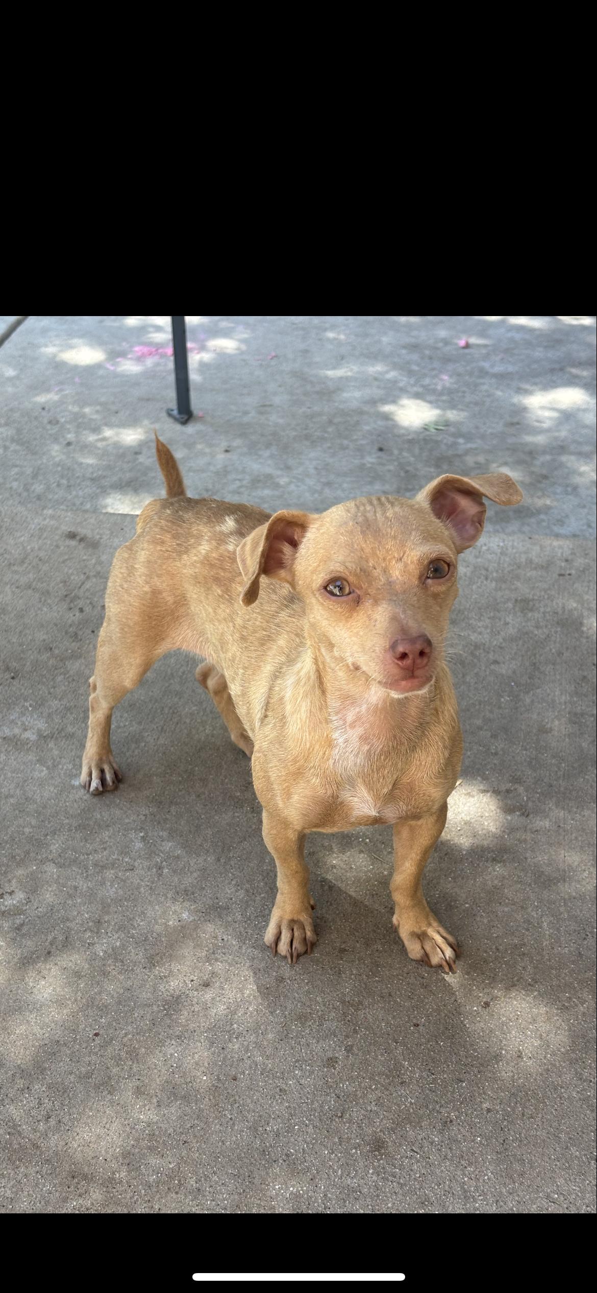 Enlarge Lainey, a ADOPTABLE mixed breed in Hamden, CT image 6/6