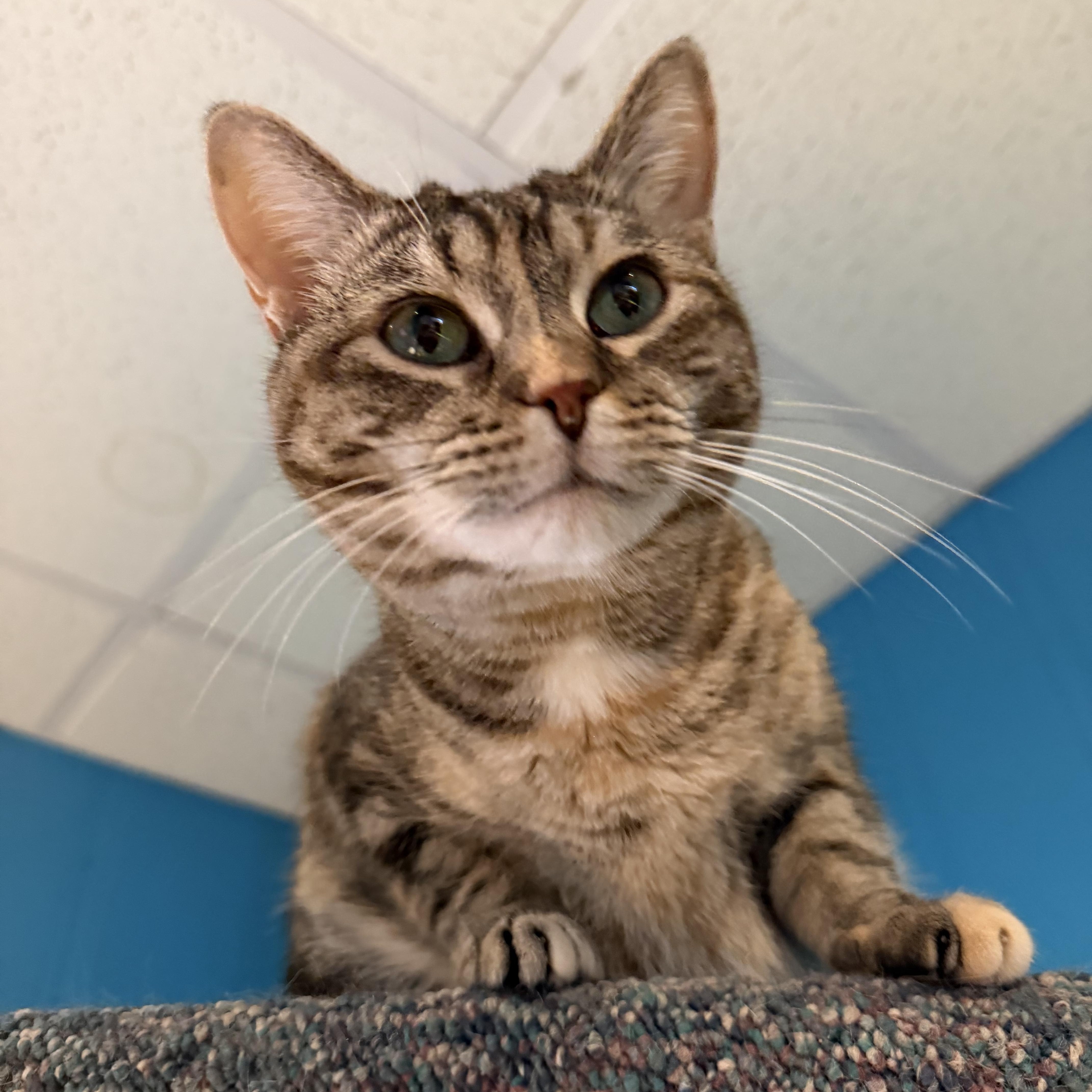 Friskie, a Adoptable mixed breed in Lemont, IL image 6/6