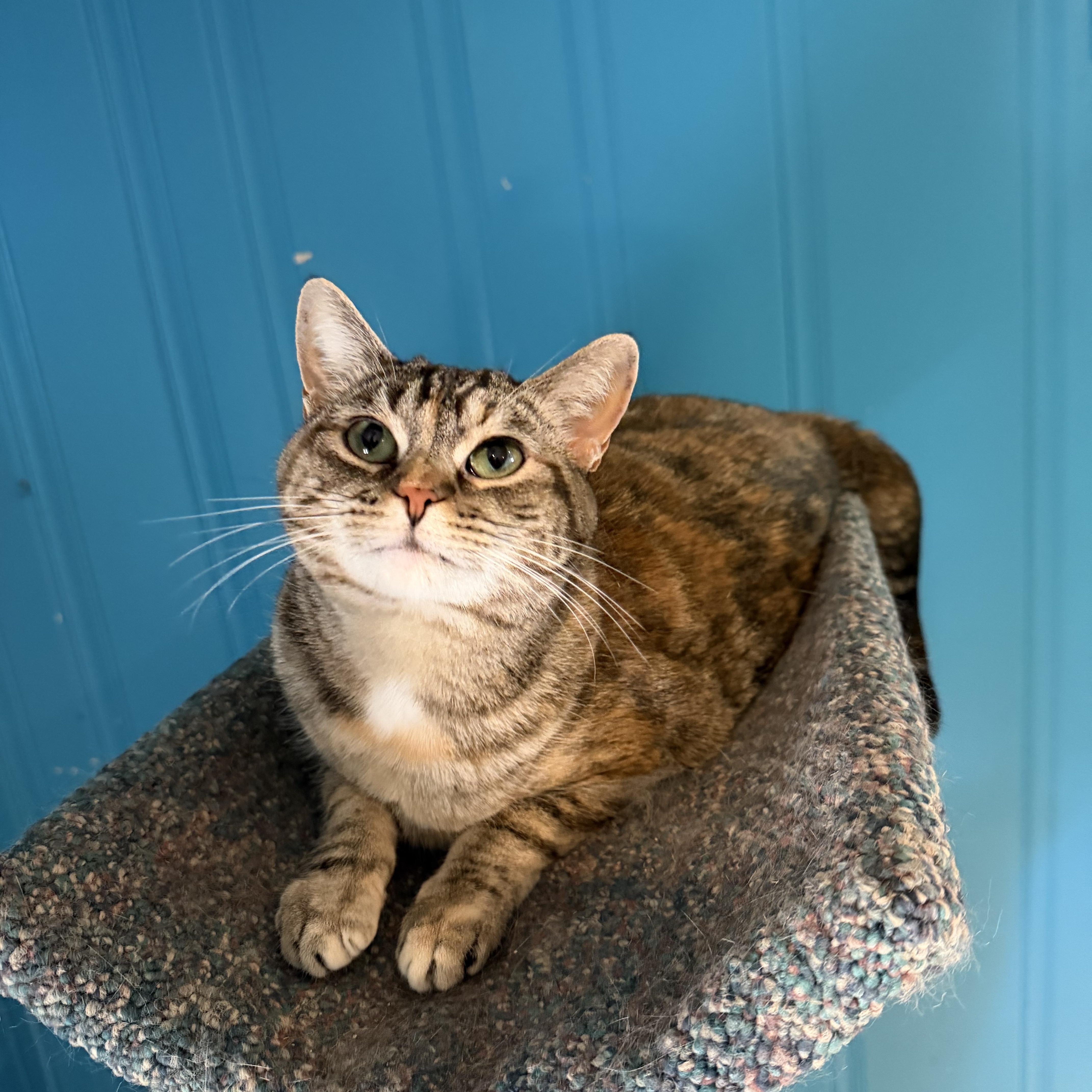 Friskie, a Adoptable mixed breed in Lemont, IL image 4/6