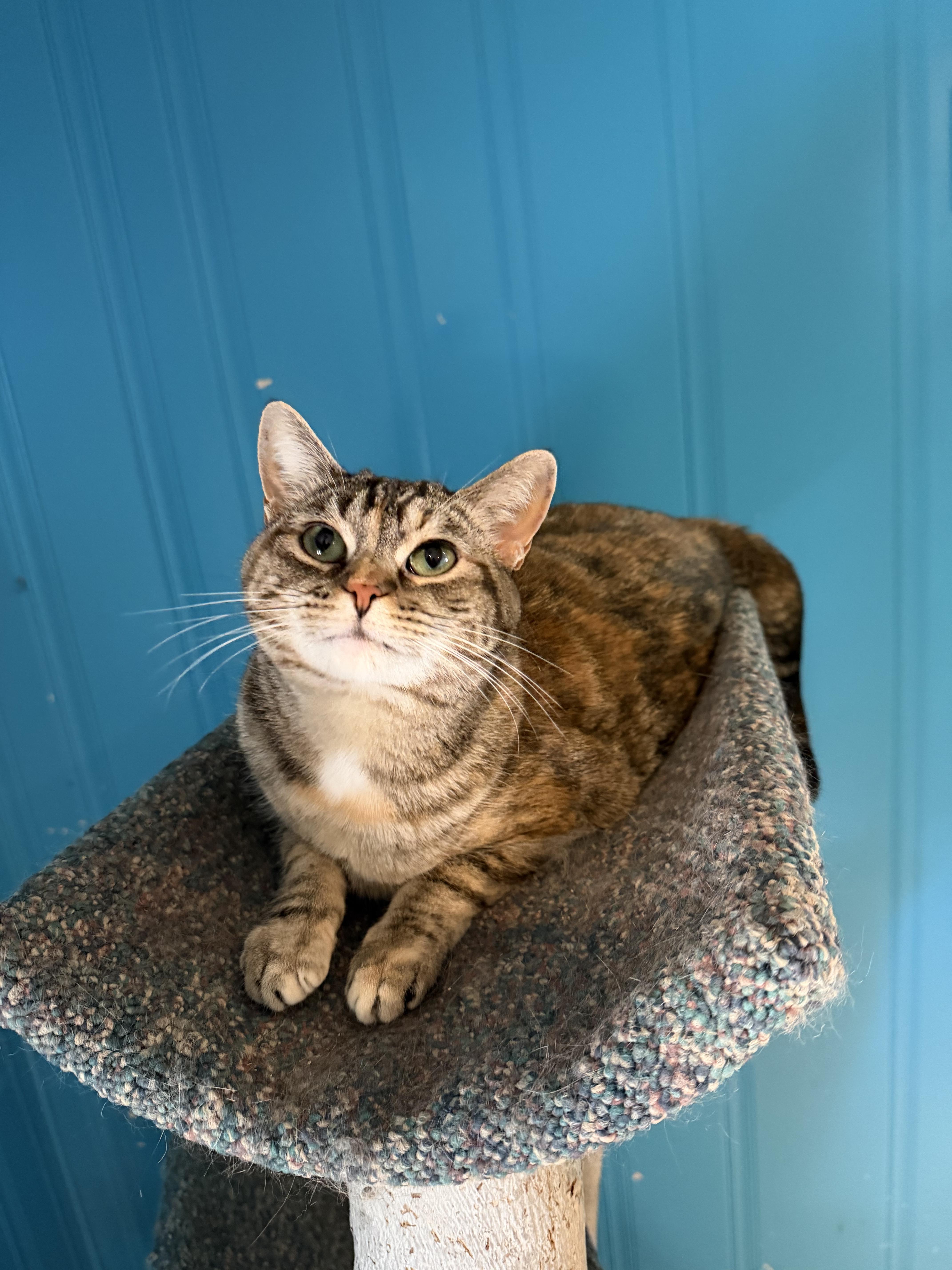 Friskie, a Adoptable mixed breed in Lemont, IL image 5/6