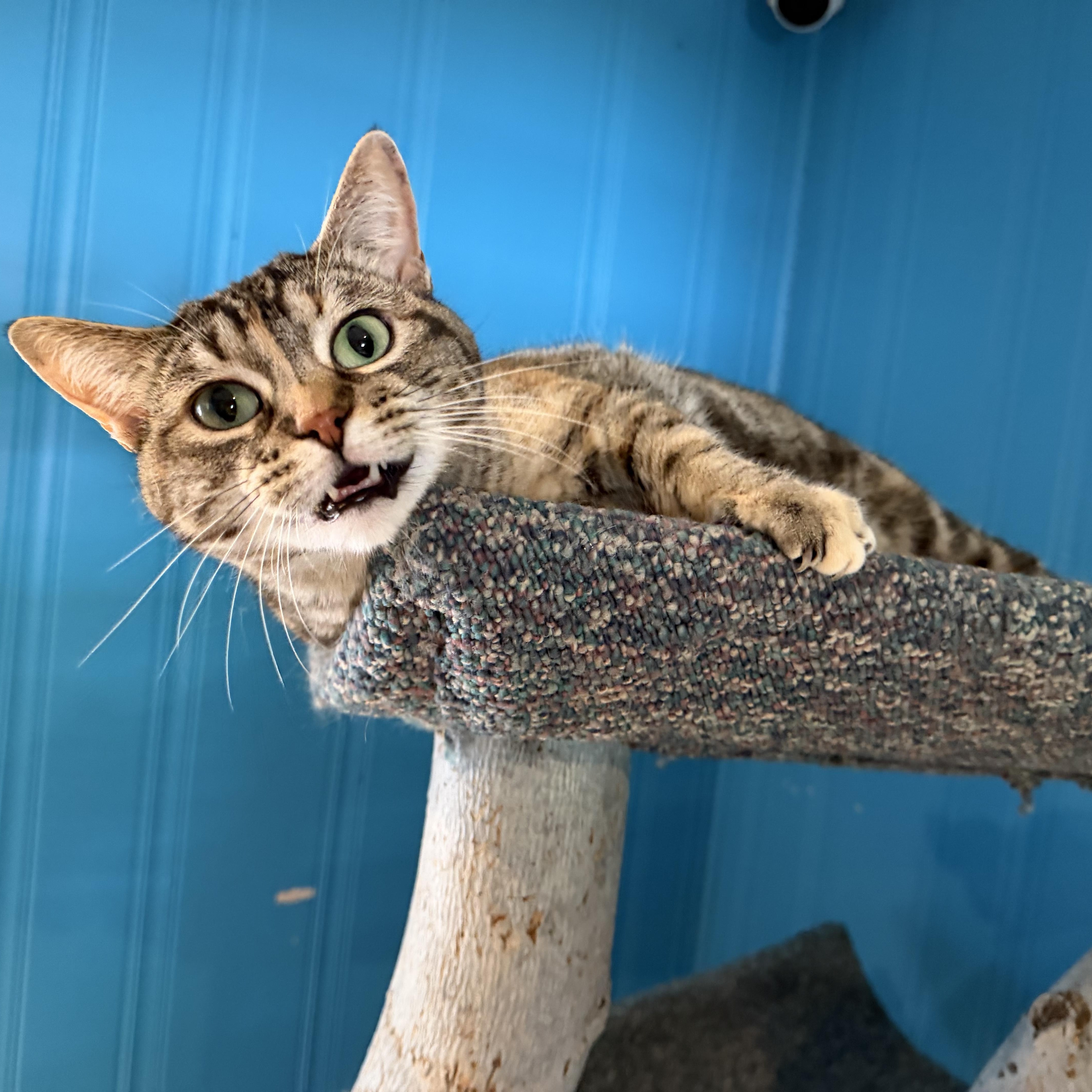 Friskie, a Adoptable mixed breed in Lemont, IL image 5/6
