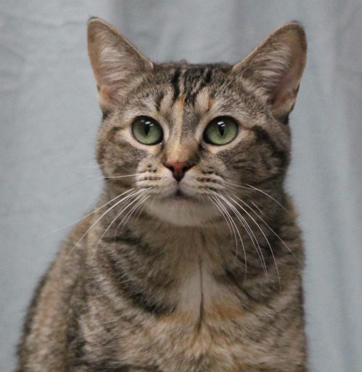 Friskie, a Adoptable mixed breed in Lemont, IL image 3/6