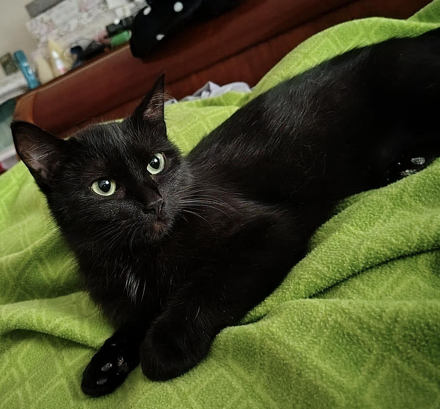 Umami, Adoptable, Young Female Domestic Short Hair.