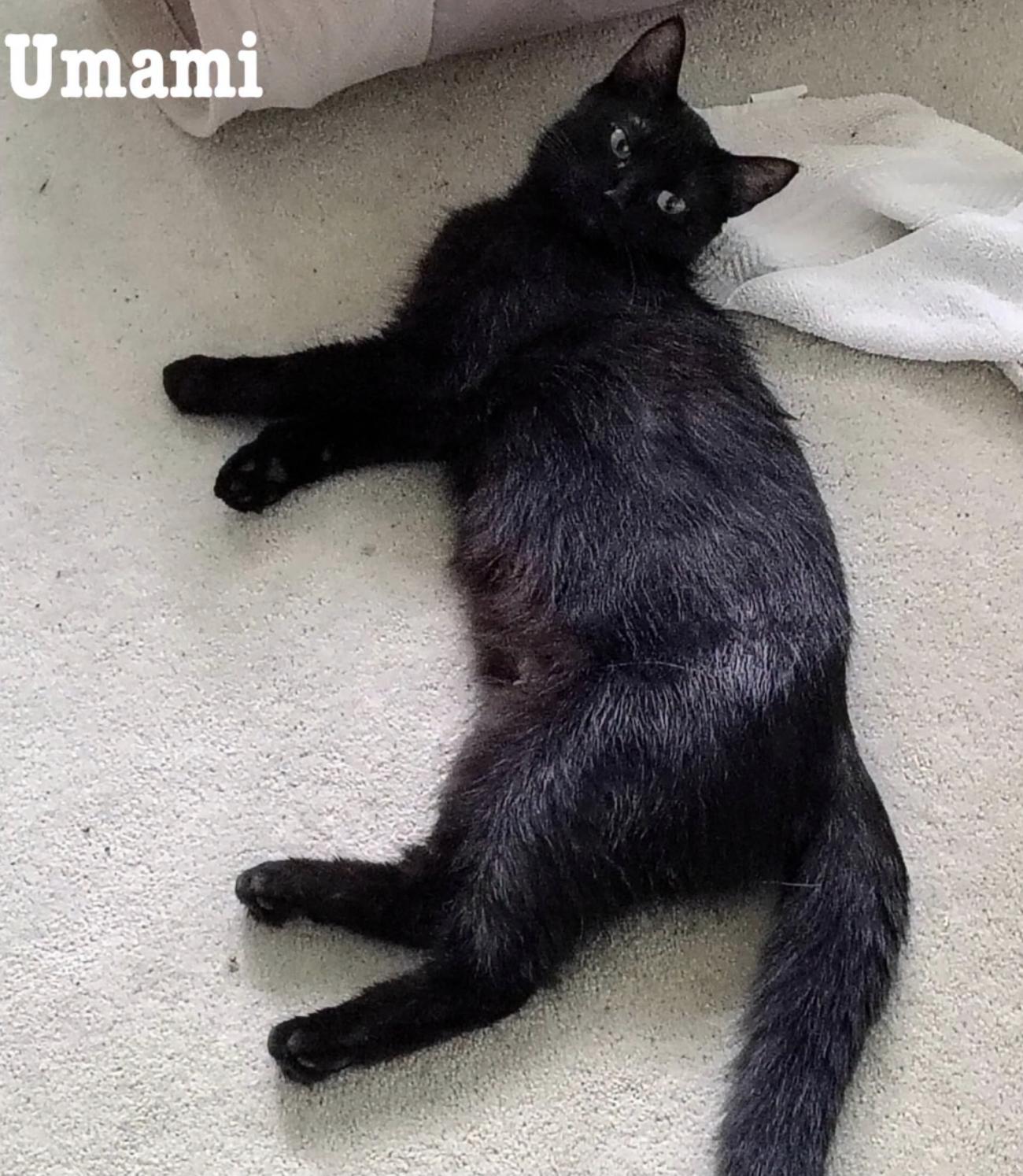 Enlarge Umami, a Adoptable Domestic Short Hair in Rochester, NY image 2/2