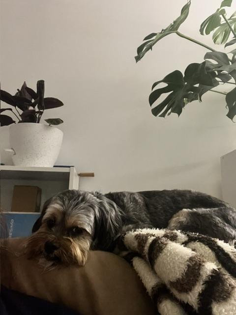 Benji, ADOPTABLE, Young • Male, Shih Tzu.