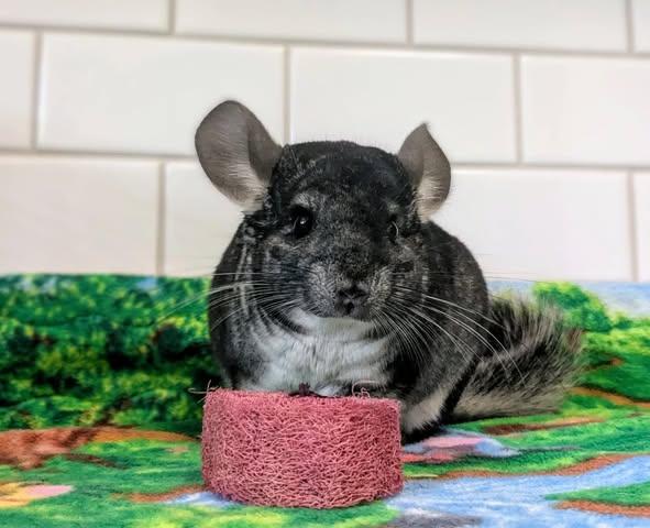 Enlarge Gus, a Adoptable Chinchilla in Modesto, CA image 2/2