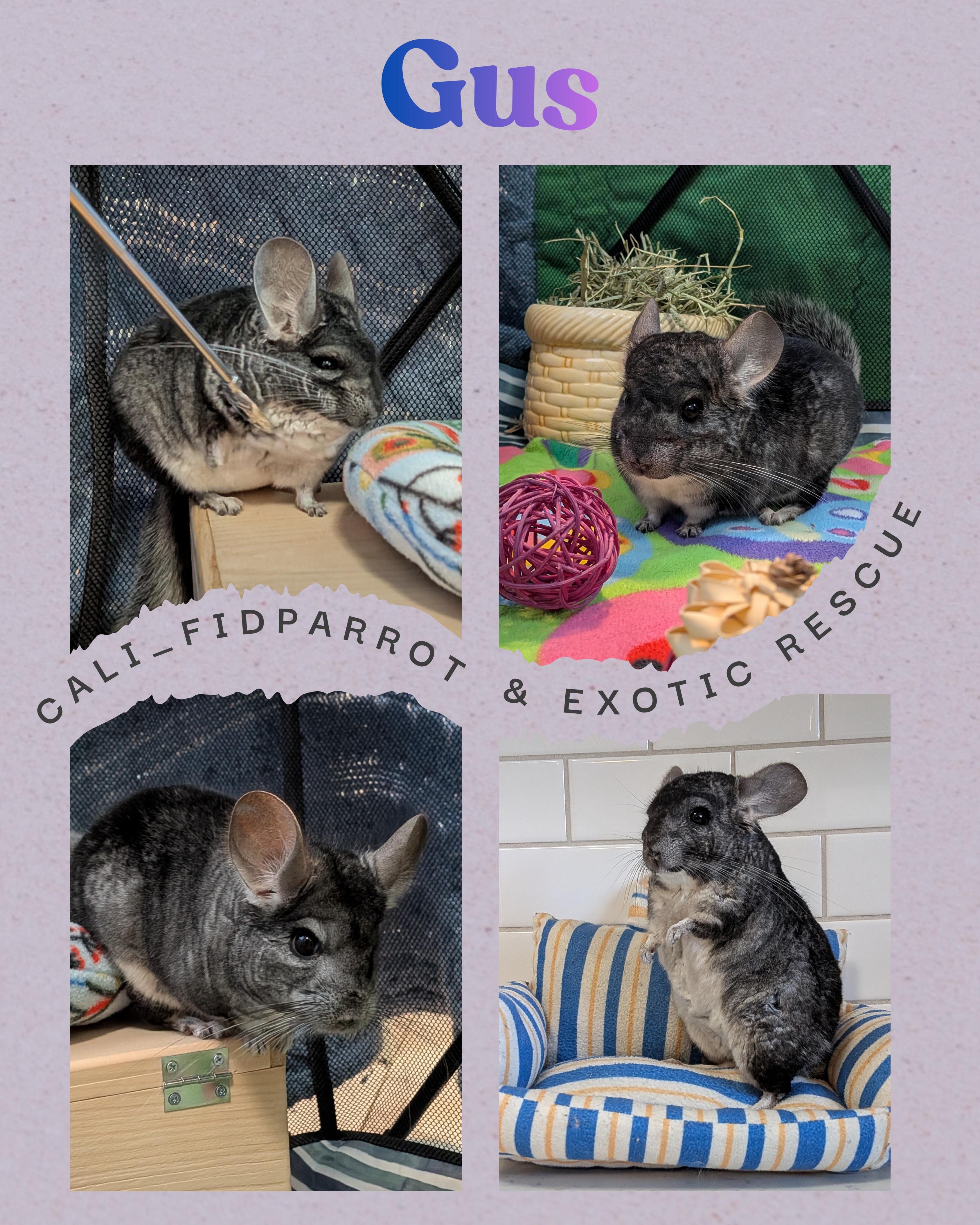 Gus, Adoptable, Adult Male Chinchilla.