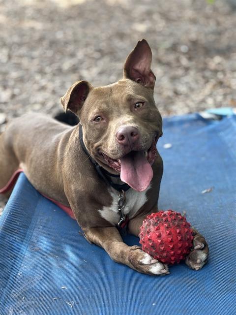 Enlarge MARVIN, a Adoptable Mixed Breed in Palmetto, FL image 1/1