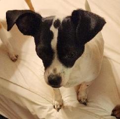 SNOOPY, Adoptable, Young Male Chihuahua.