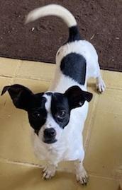 SNOOPY, a Adoptable Chihuahua in Georgetown, KY image 2/4