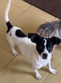 SNOOPY, a Adoptable Chihuahua in Georgetown, KY image 3/4