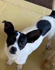 SNOOPY, a Adoptable Chihuahua in Georgetown, KY image 4/4