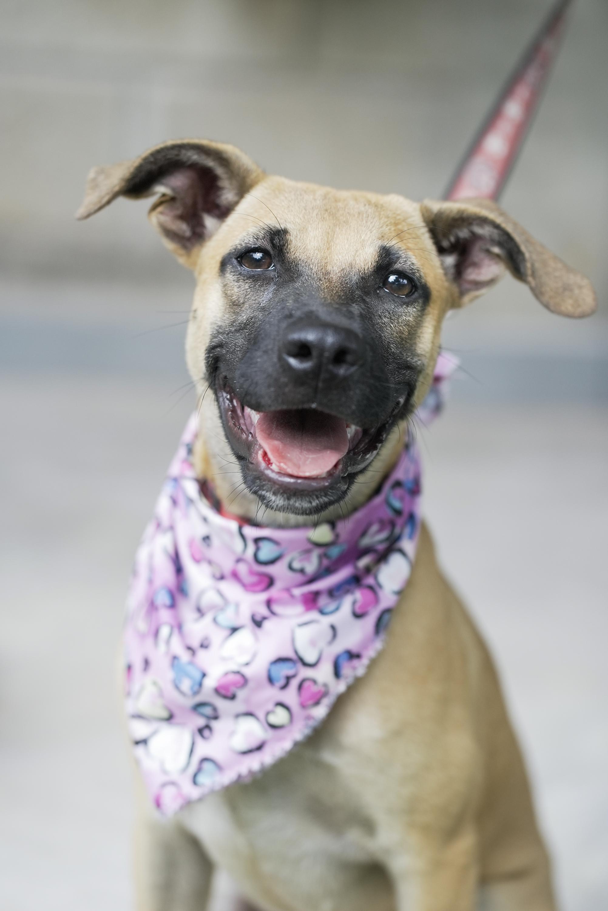 Kia, a Adoptable mixed breed in North Vancouver, BC image 1/5