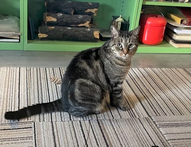 Dumpling, a Adoptable Domestic Short Hair in New York, NY image 5/6