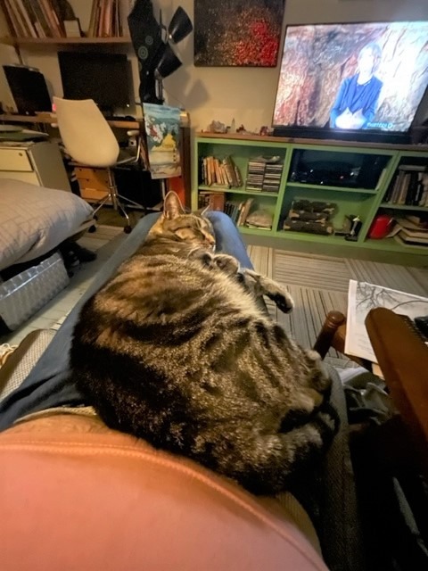 Dumpling, a Adoptable Domestic Short Hair in New York, NY image 3/6