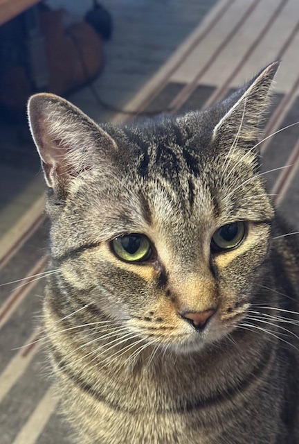 Dumpling, a Adoptable Domestic Short Hair in New York, NY image 1/6