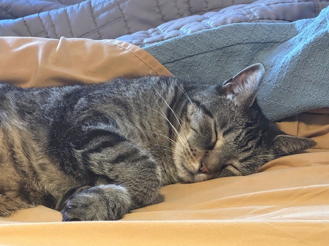 Dumpling, a Adoptable Domestic Short Hair in New York, NY image 4/6