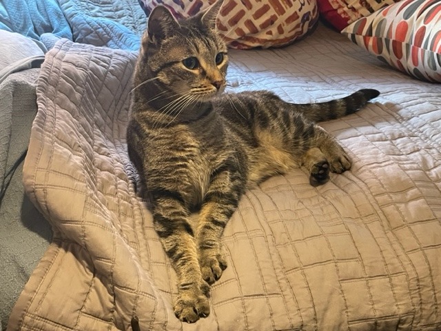 Dumpling, a Adoptable Domestic Short Hair in New York, NY image 2/6