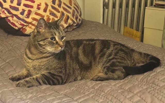 Dumpling, a Adoptable Domestic Short Hair in New York, NY image 6/6