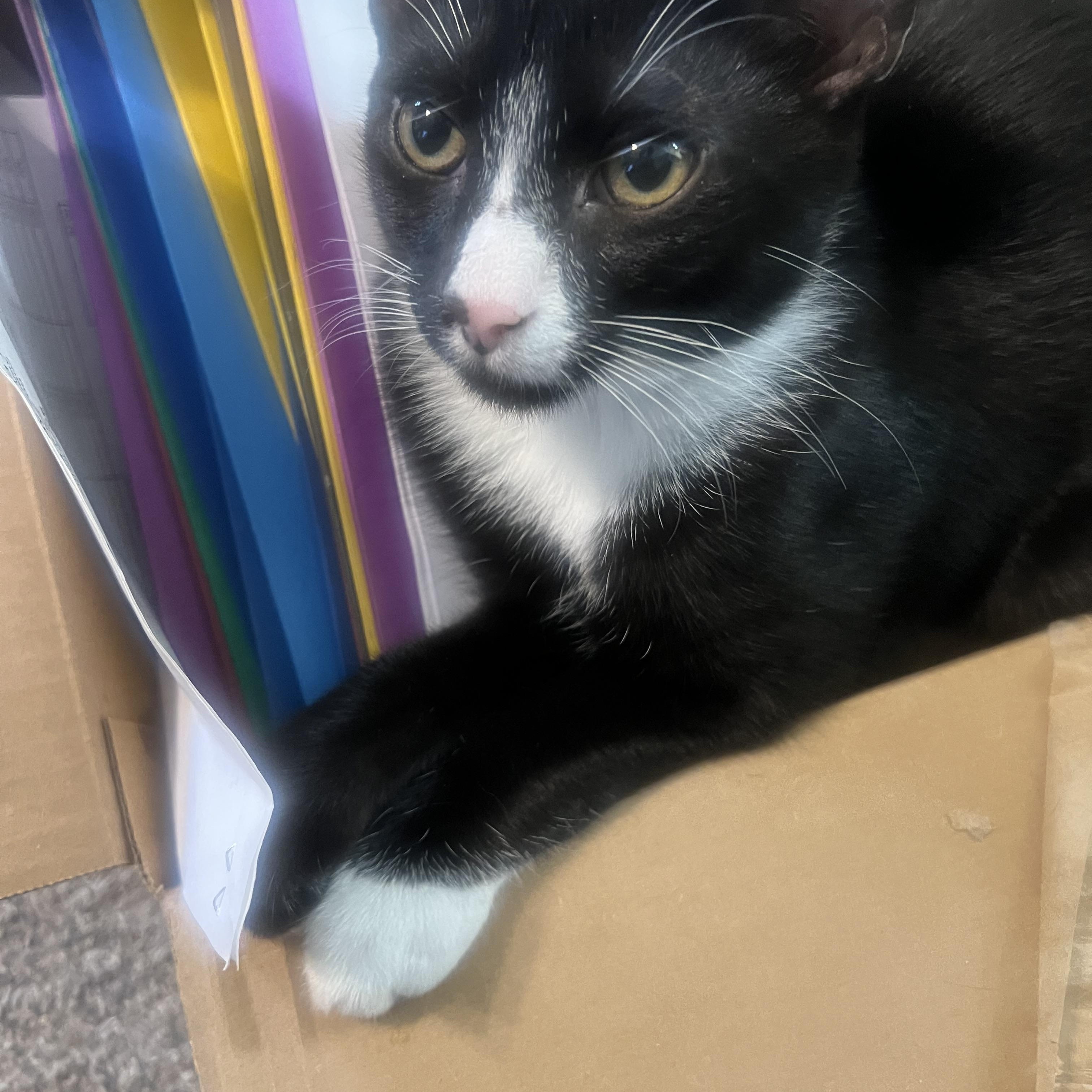 Enlarge Zuzu, a Adoptable Domestic Short Hair in Rio Linda, CA image 4/5