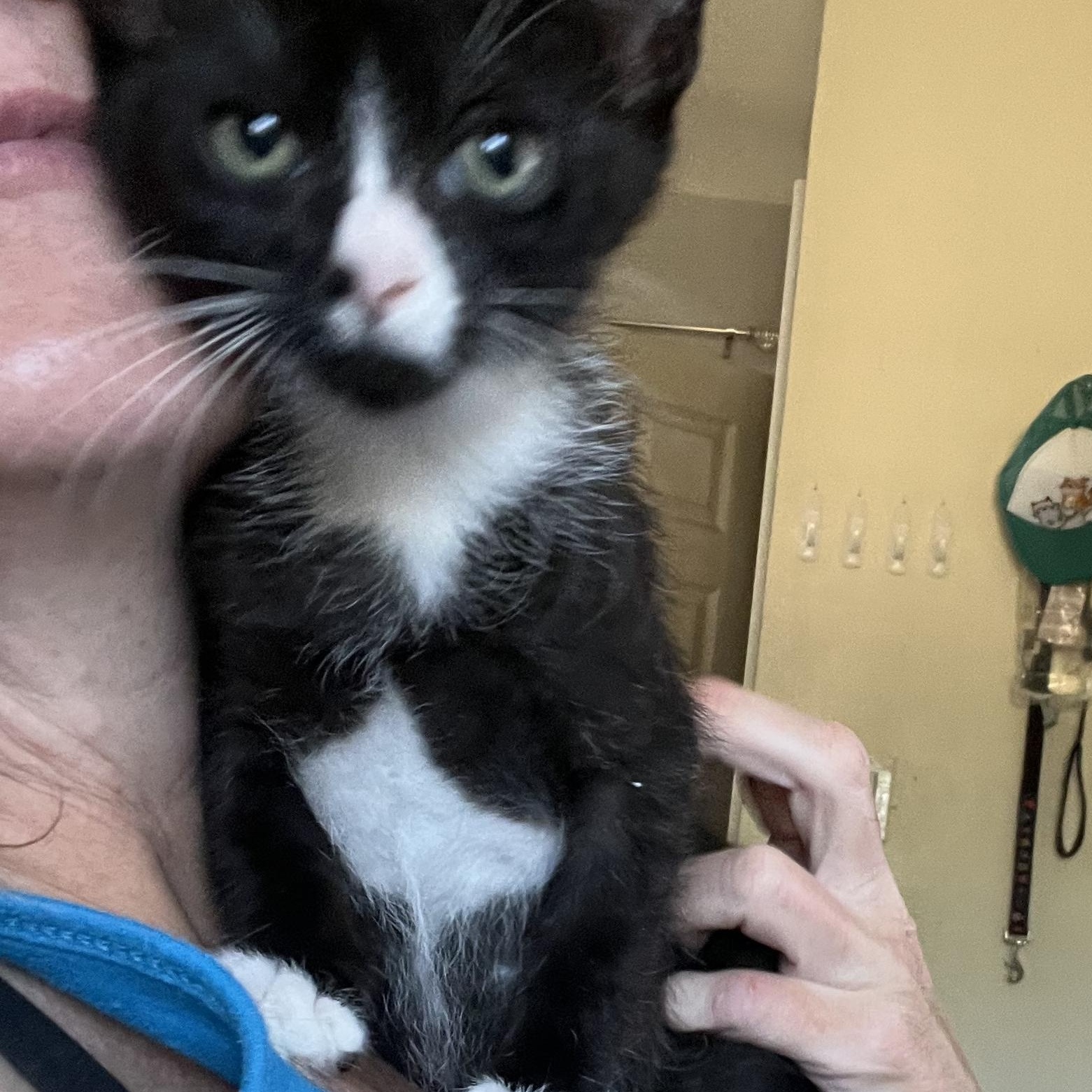 Zuzu, Adoptable, Young Male Domestic Short Hair.