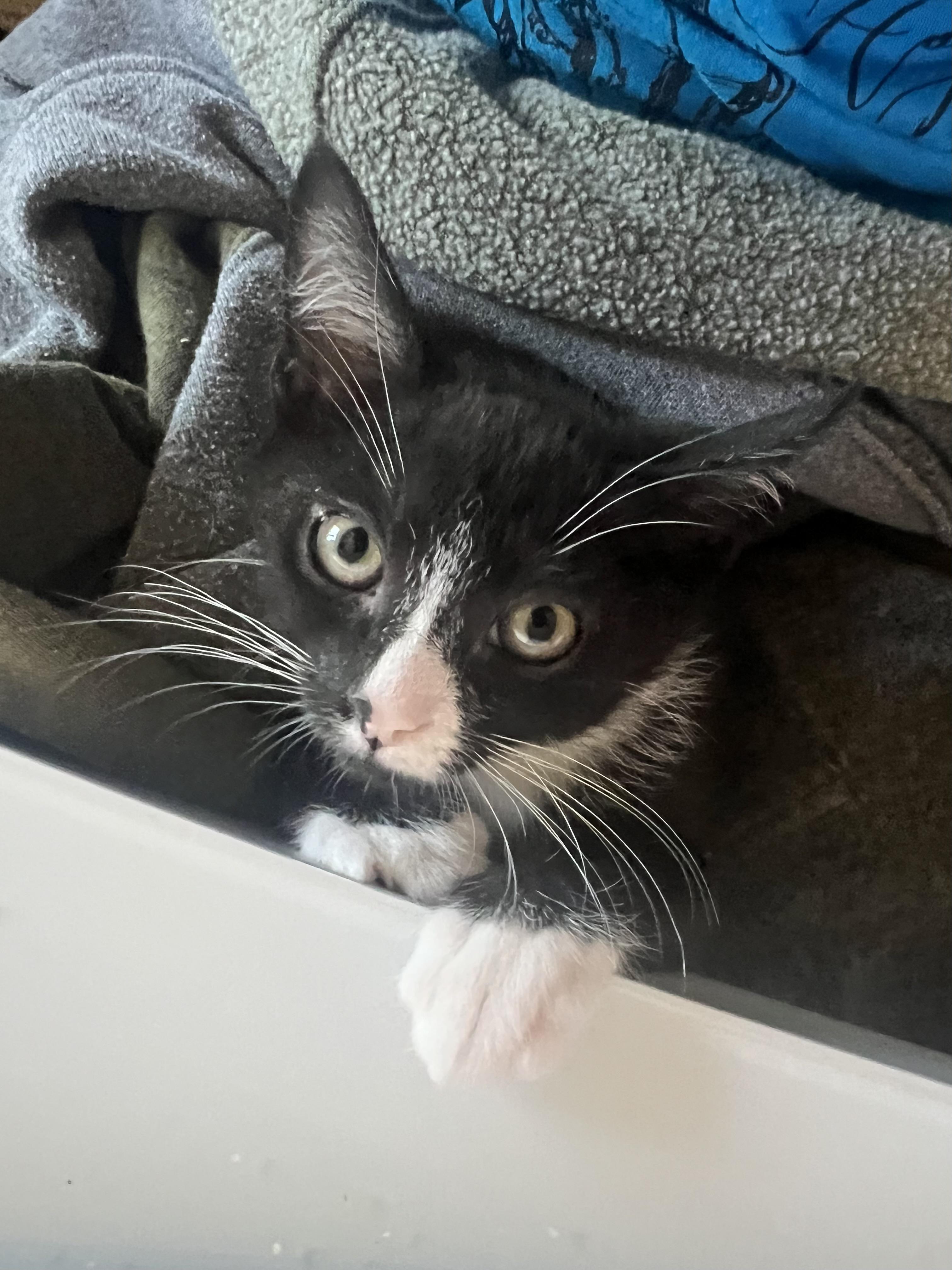 Enlarge Zuzu, a Adoptable Domestic Short Hair in Rio Linda, CA image 3/5