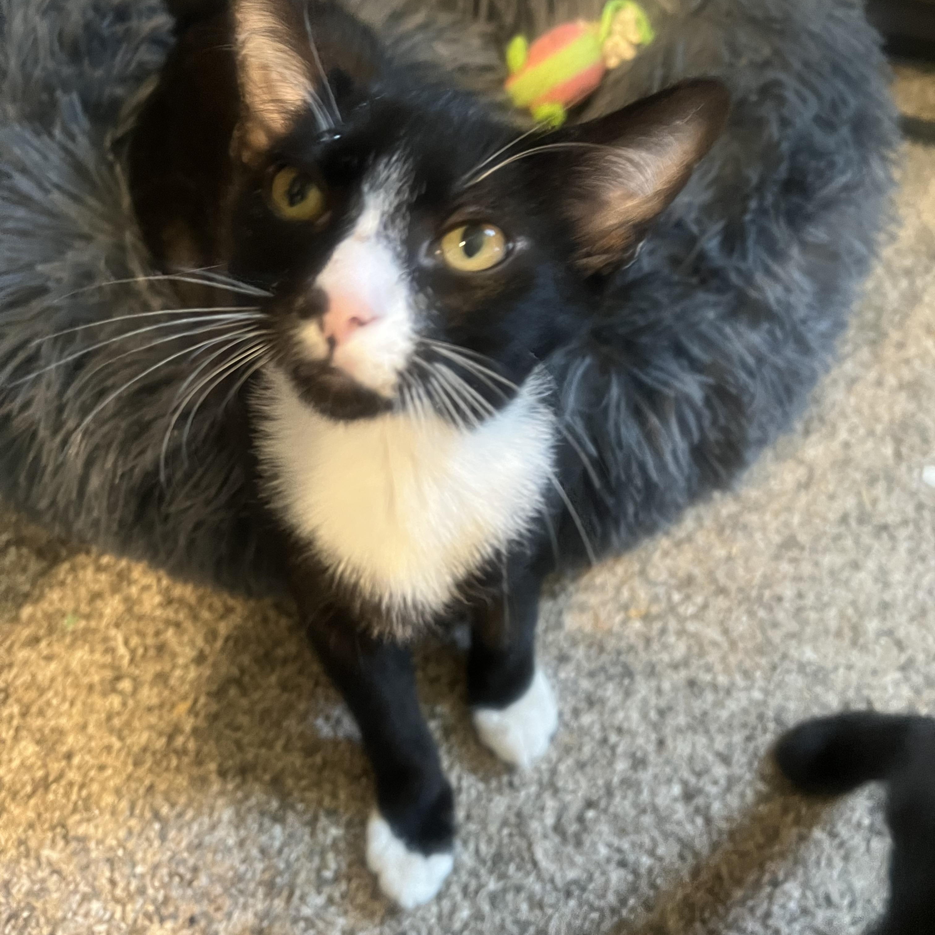 Enlarge Zuzu, a Adoptable Domestic Short Hair in Rio Linda, CA image 1/5