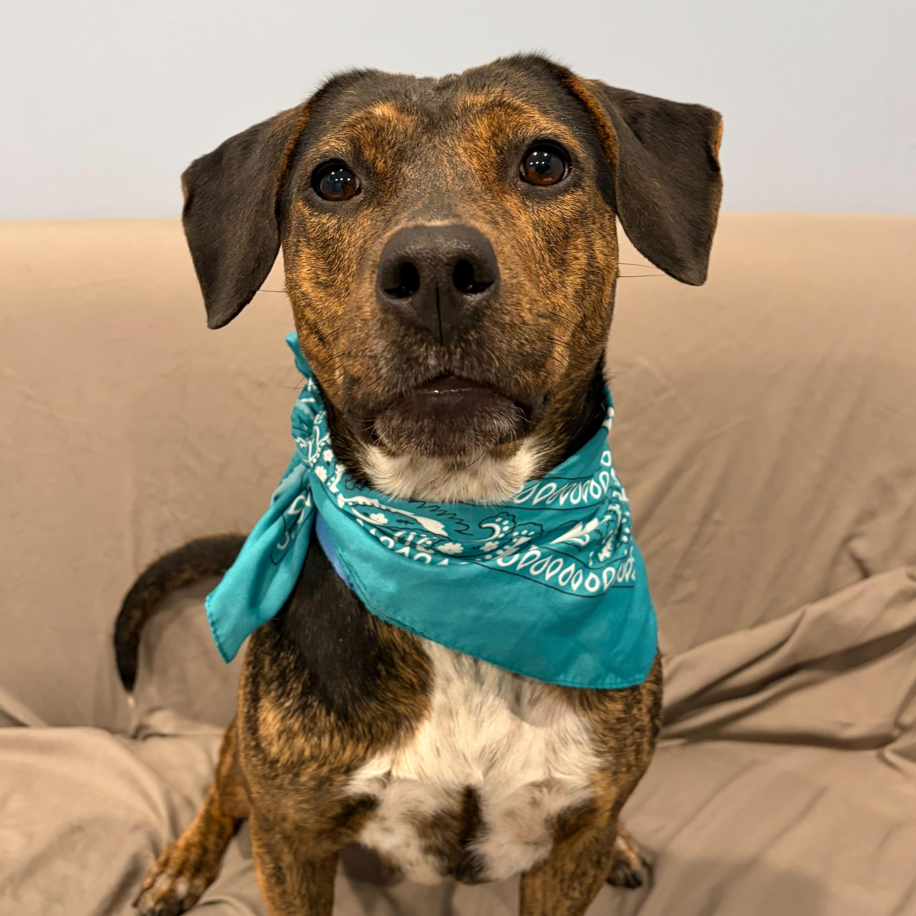 Enlarge Raven, an adoptable Mixed Breed in Canal Winchester, OH image 1/4