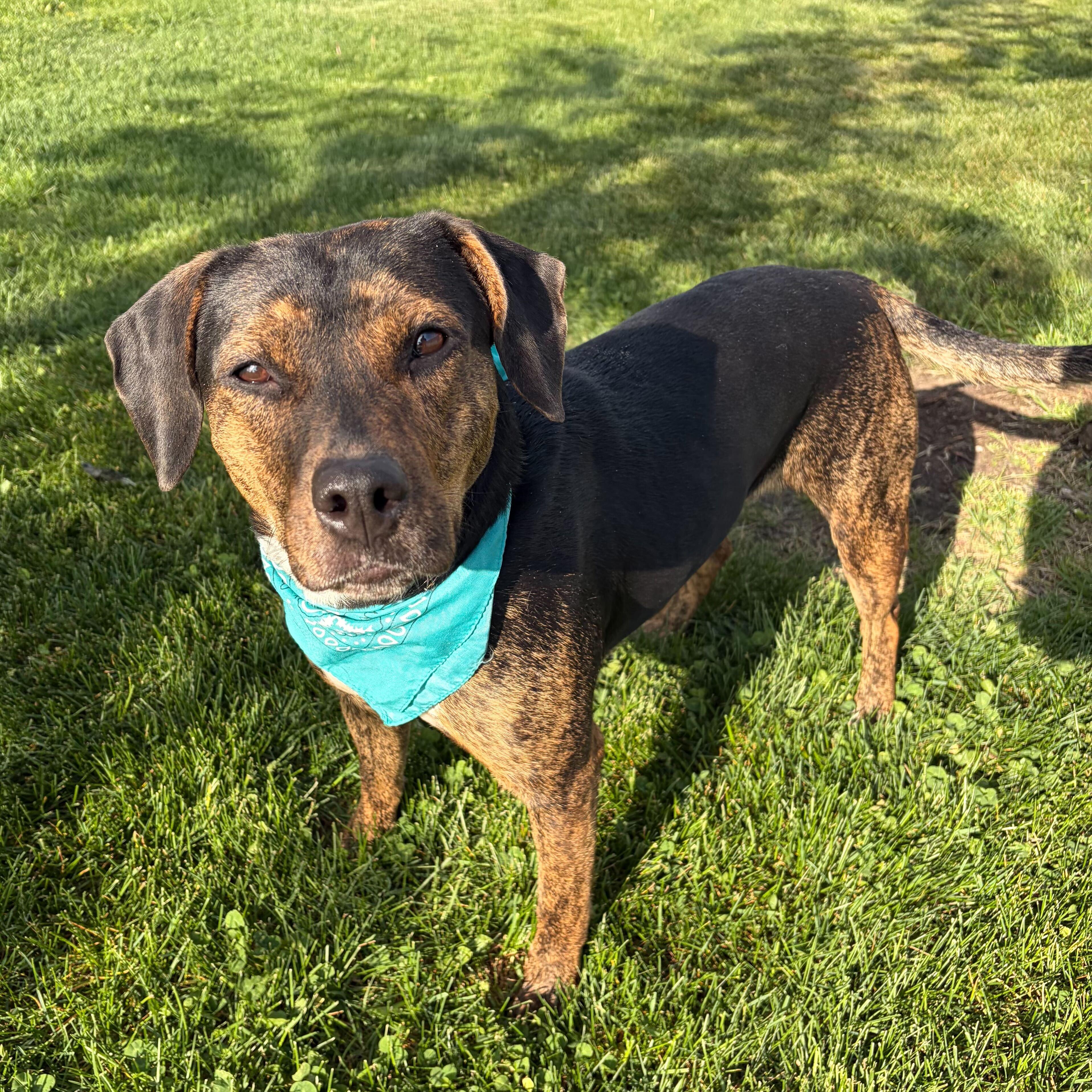 Enlarge Raven, an adoptable Mixed Breed in Canal Winchester, OH image 3/4