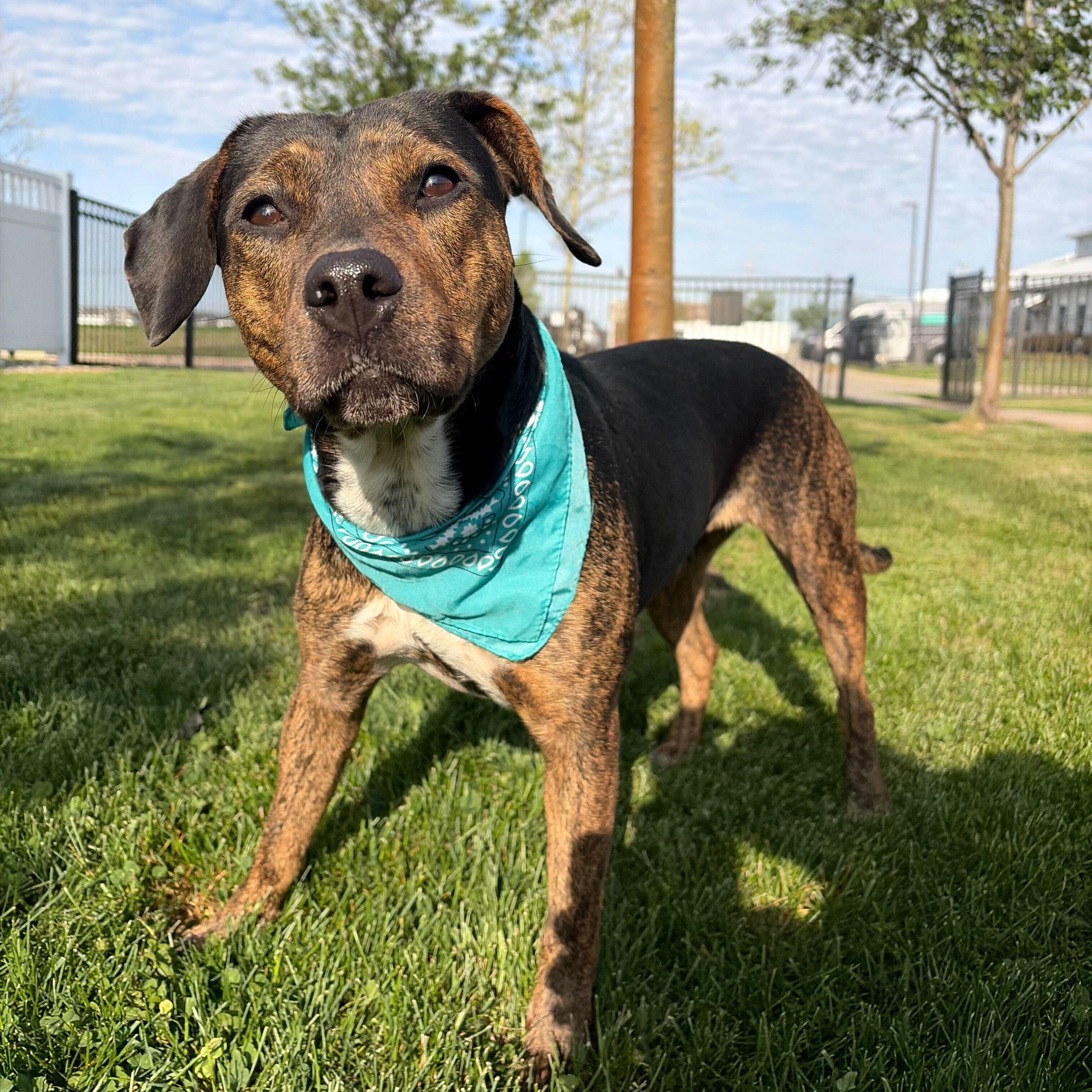 Enlarge Raven, an adoptable Mixed Breed in Canal Winchester, OH image 4/4