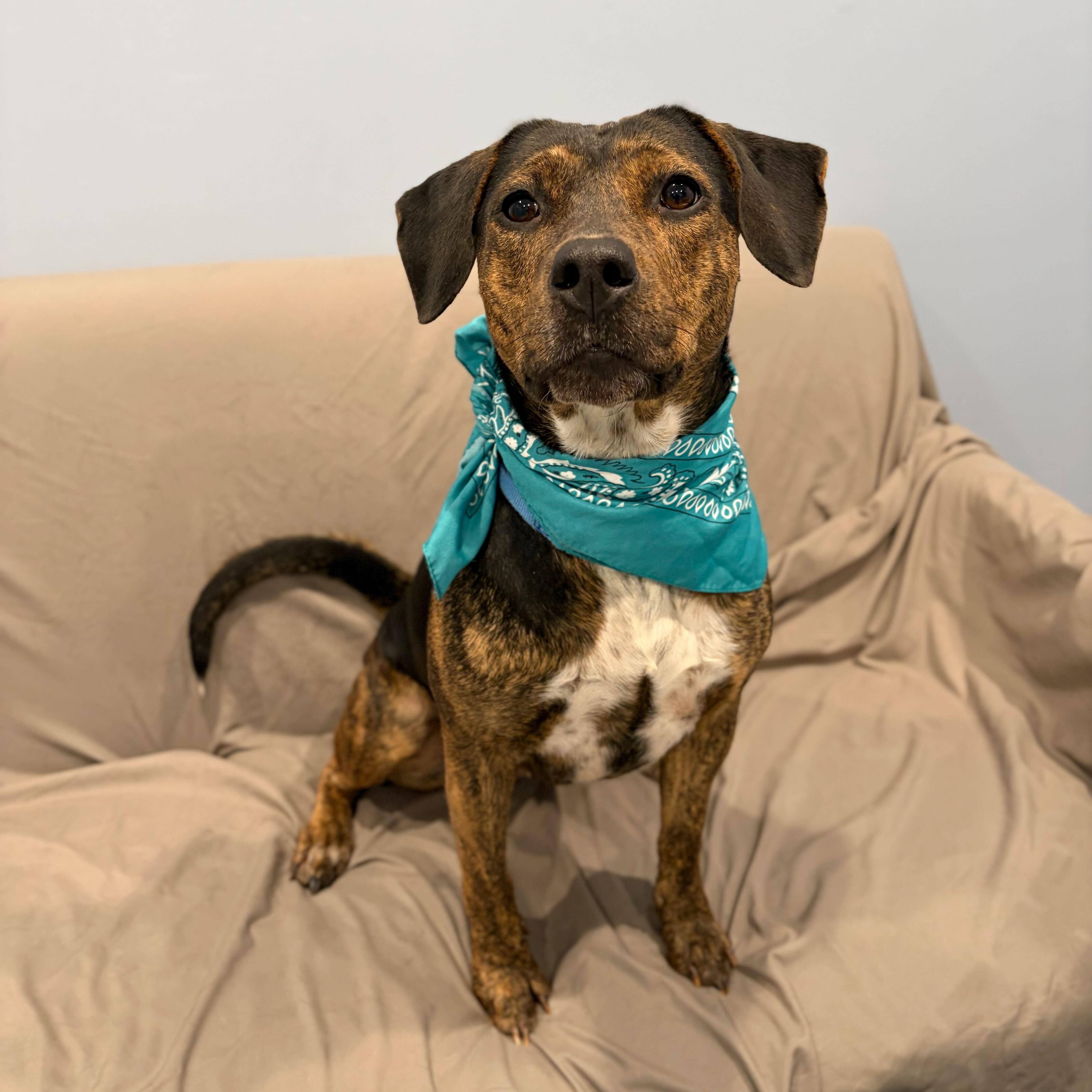 Enlarge Raven, an adoptable Mixed Breed in Canal Winchester, OH image 2/4