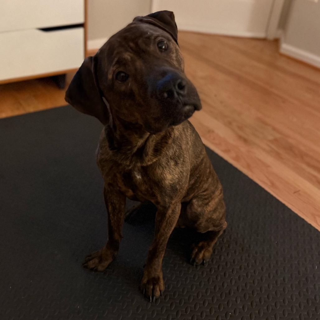 Mase, Adoptable, Adult Male Cane Corso & Presa Canario.