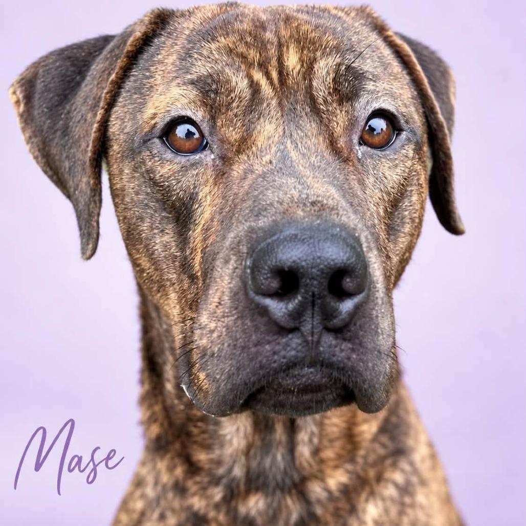 Enlarge Mase, a Adoptable mixed breed in manchester, PA image 2/3